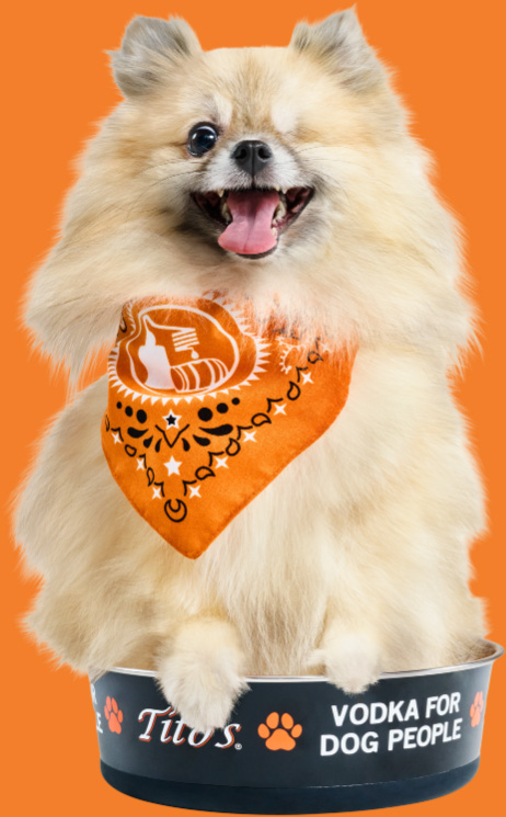 Pomeranian in orange scarf sitting in Tito's branded dog bowl