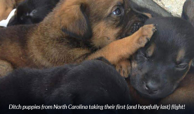 Ditch puppies from North Carolina taking their first (and hopefully last) flight!